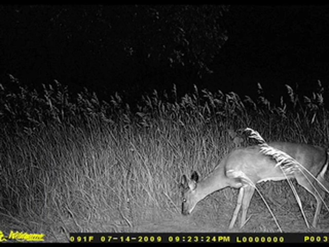 Wildgame Innovations&reg; 6 - megapixel IR / Flash Digital Game Camera - image 5 from the video